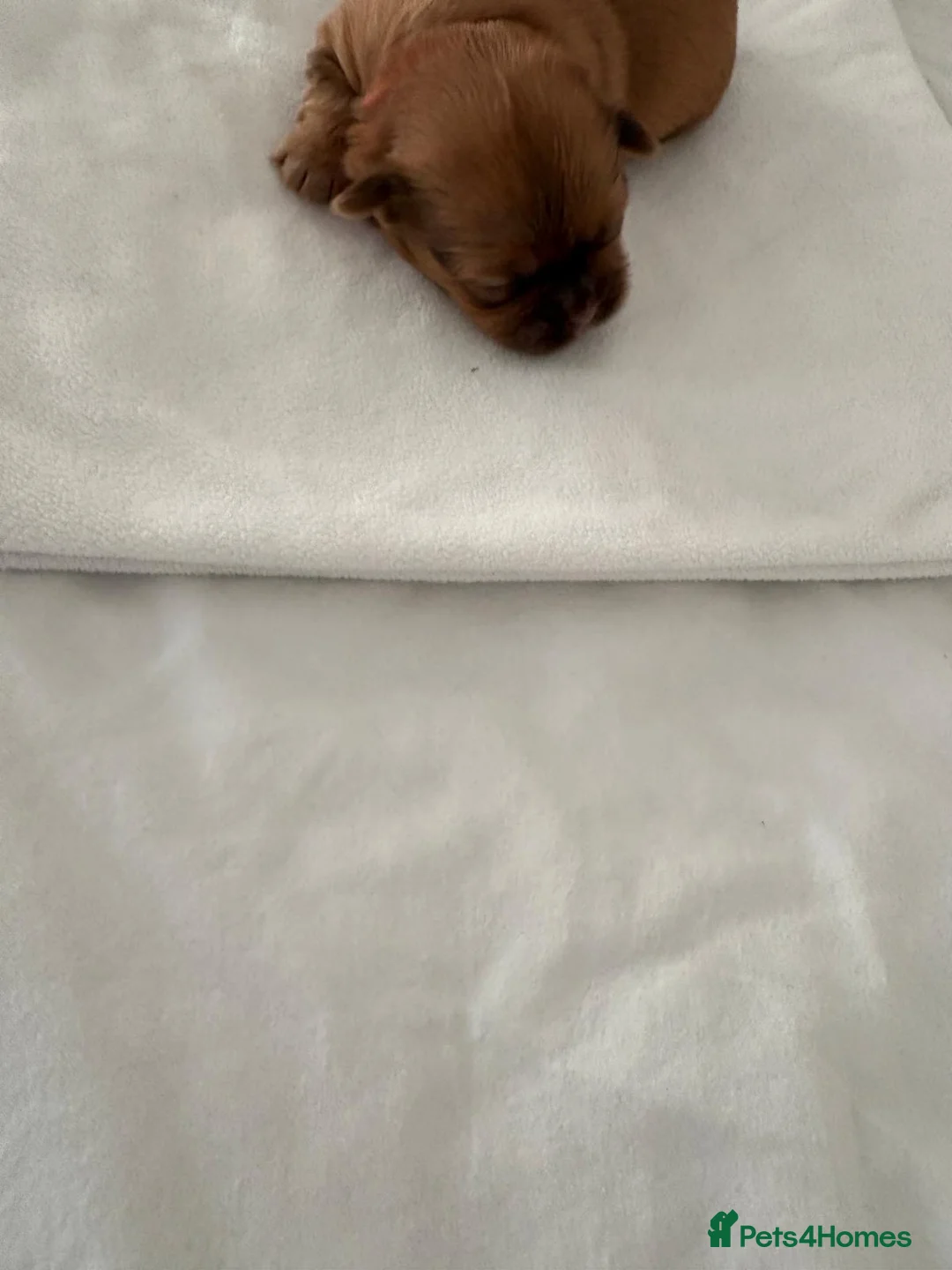 Shih Tzu dogs for sale: READY TO LEAVE GORGEOUS KC girl left - Advert 14