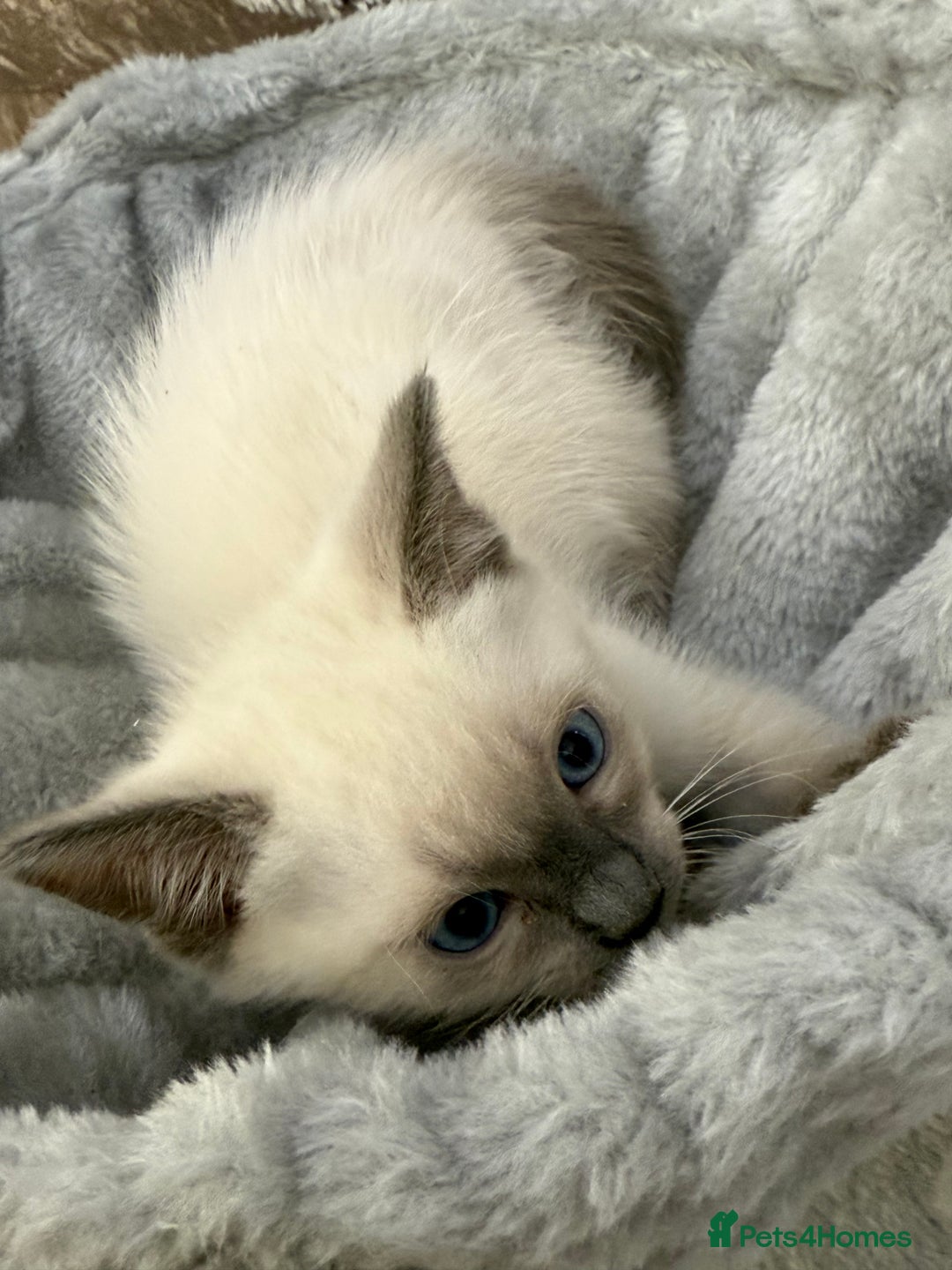 Ragdoll cats for sale: 3 fluffy fluff balls of Ragdoll… 07508 297567 - Image 5