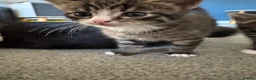 Mixed Breed cats for sale: 3 kittens for sale  - Advert 29
