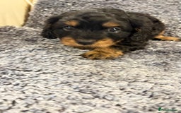 Cavapoo dogs for sale: Gorgeous phantom puppies - Image 4