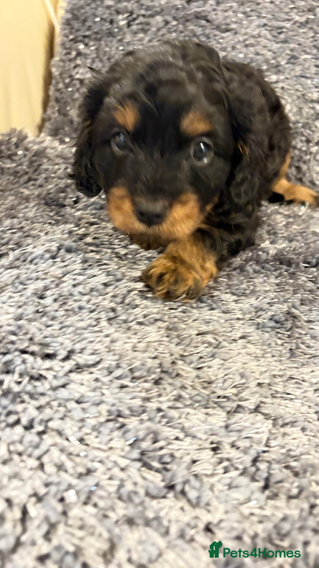 Cavapoo dogs for sale: Gorgeous phantom puppies - Image 4