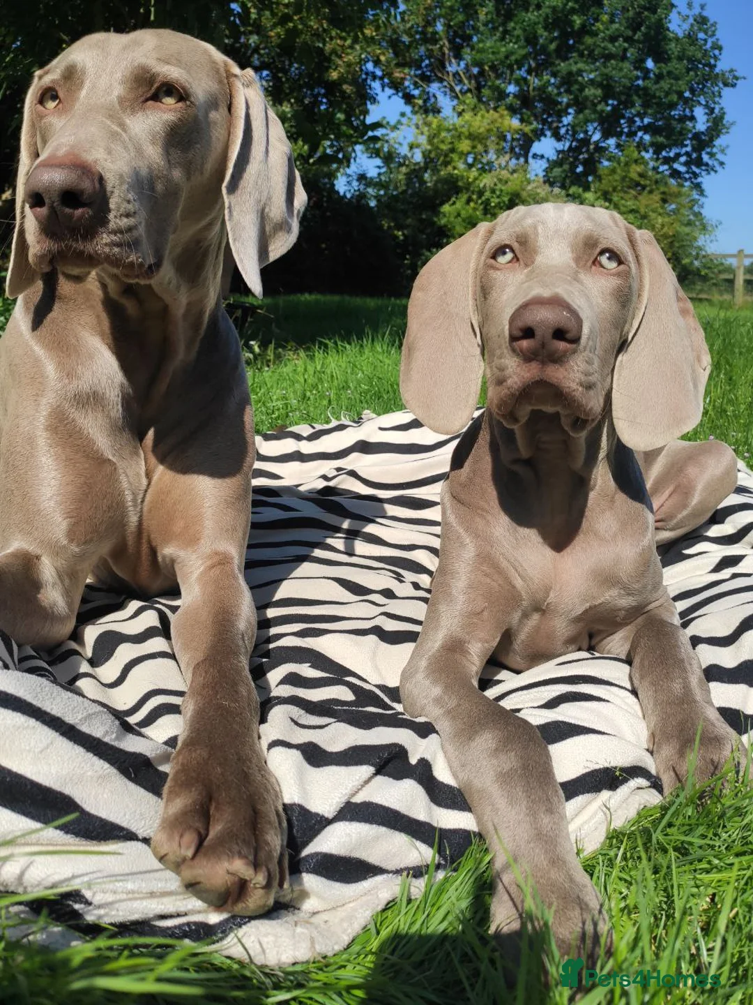 Weimaraner dogs for stud:  KC reg health tested Hipscored stud in Woodbridge - Advert 28