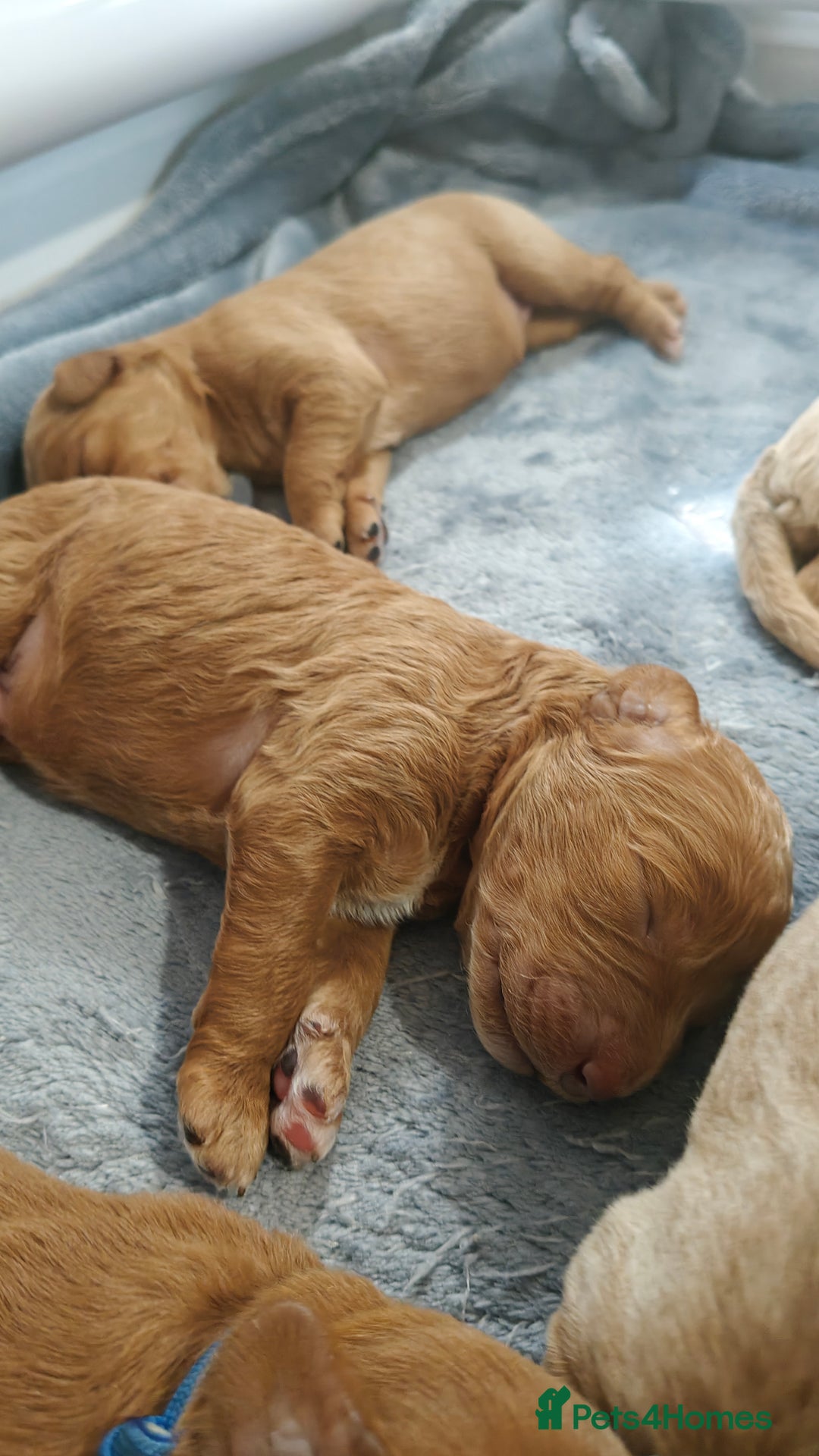 Mixed Breed dogs for sale: ✨2 Health Tested Australian Labradoodles ✨ - Image 16