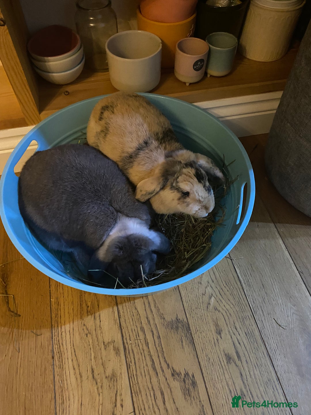 French Lop rabbits for sale: Bonded pair 2 lops - Image 4