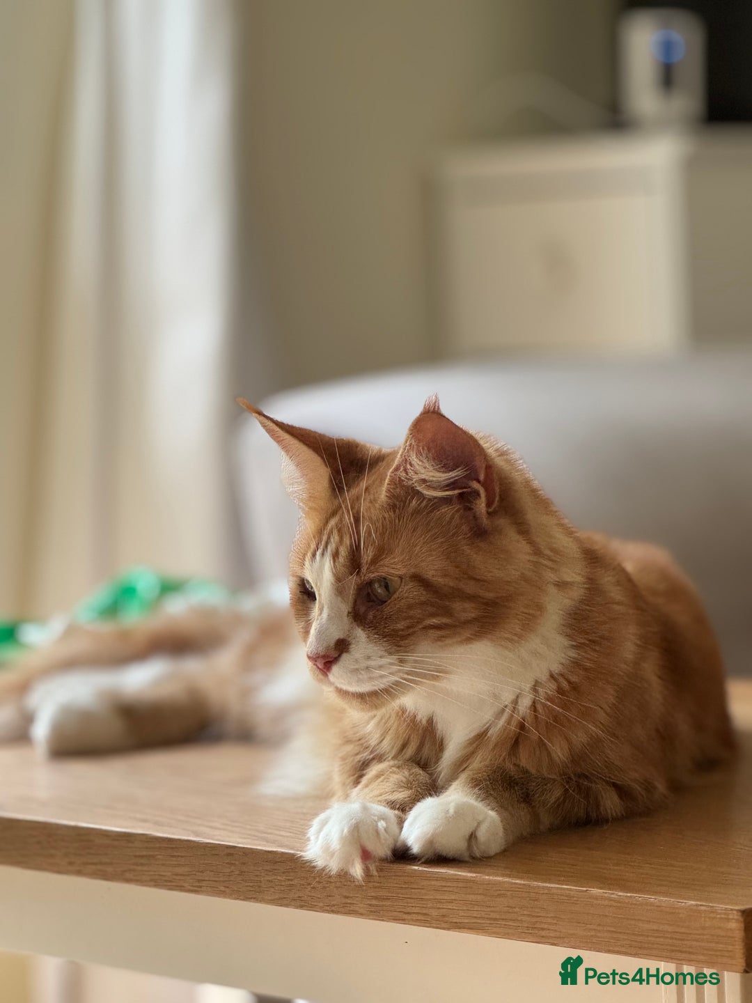 Maine Coon cats for sale: 1 year old Maine Coon - Image 7