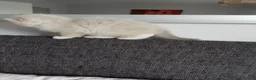 Ragdoll cats for sale: Stunning healthy ragdoll kittens  - Advert 15