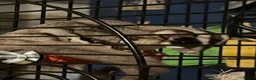 Sugar Glider rodents for sale: **PLEASE READ** - Advert 2