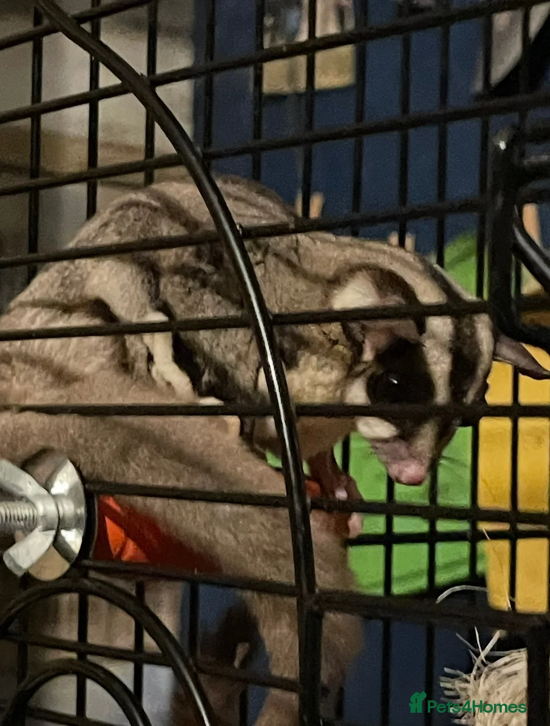 Sugar Glider rodents for sale: **PLEASE READ** - Advert 2
