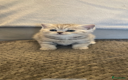 British Shorthair cats for sale: Beautiful GCCF reg BSH female kitten  - Advert 10