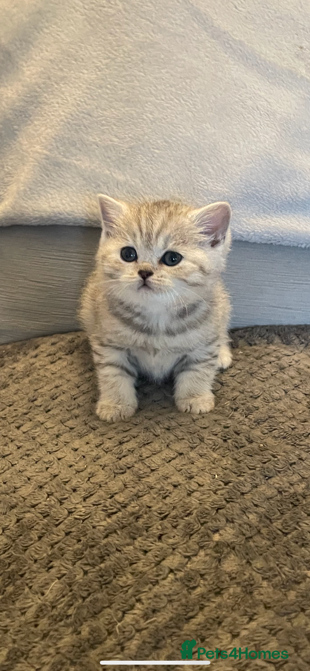 British Shorthair cats for sale: Beautiful GCCF reg BSH female kitten  - Advert 10