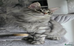 Maine Coon cats for sale: Last male Maine coon kitten READY European lines  - Image 3