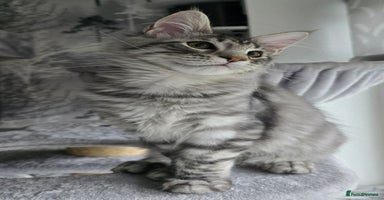 Maine Coon cats - Advert 1