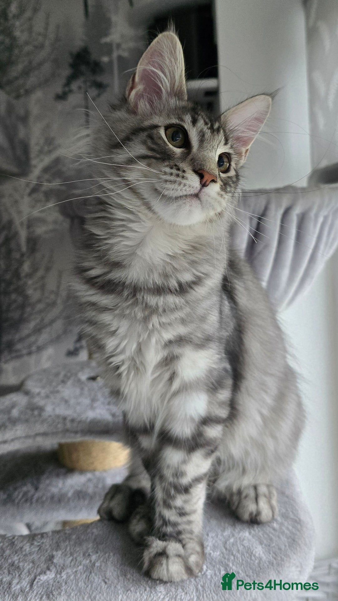 Maine Coon cats for sale: Last male Maine coon kitten READY European lines  - Image 3