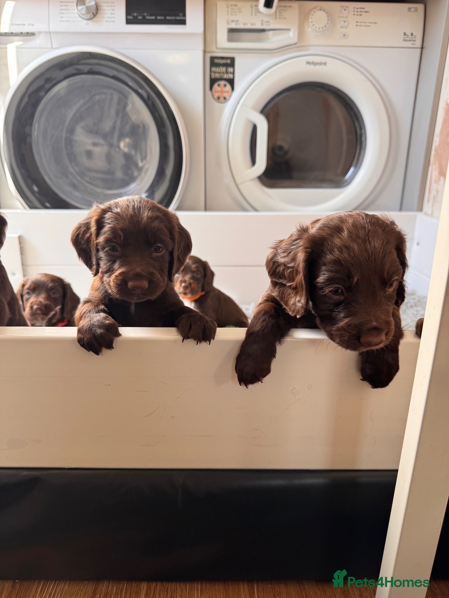Sprocker dogs Beautiful Sprocker Puppies For Sale  - Advert 1