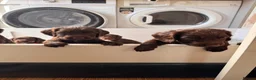 Sprocker dogs for sale: Beautiful Sprocker Puppies For Sale  - Advert 1