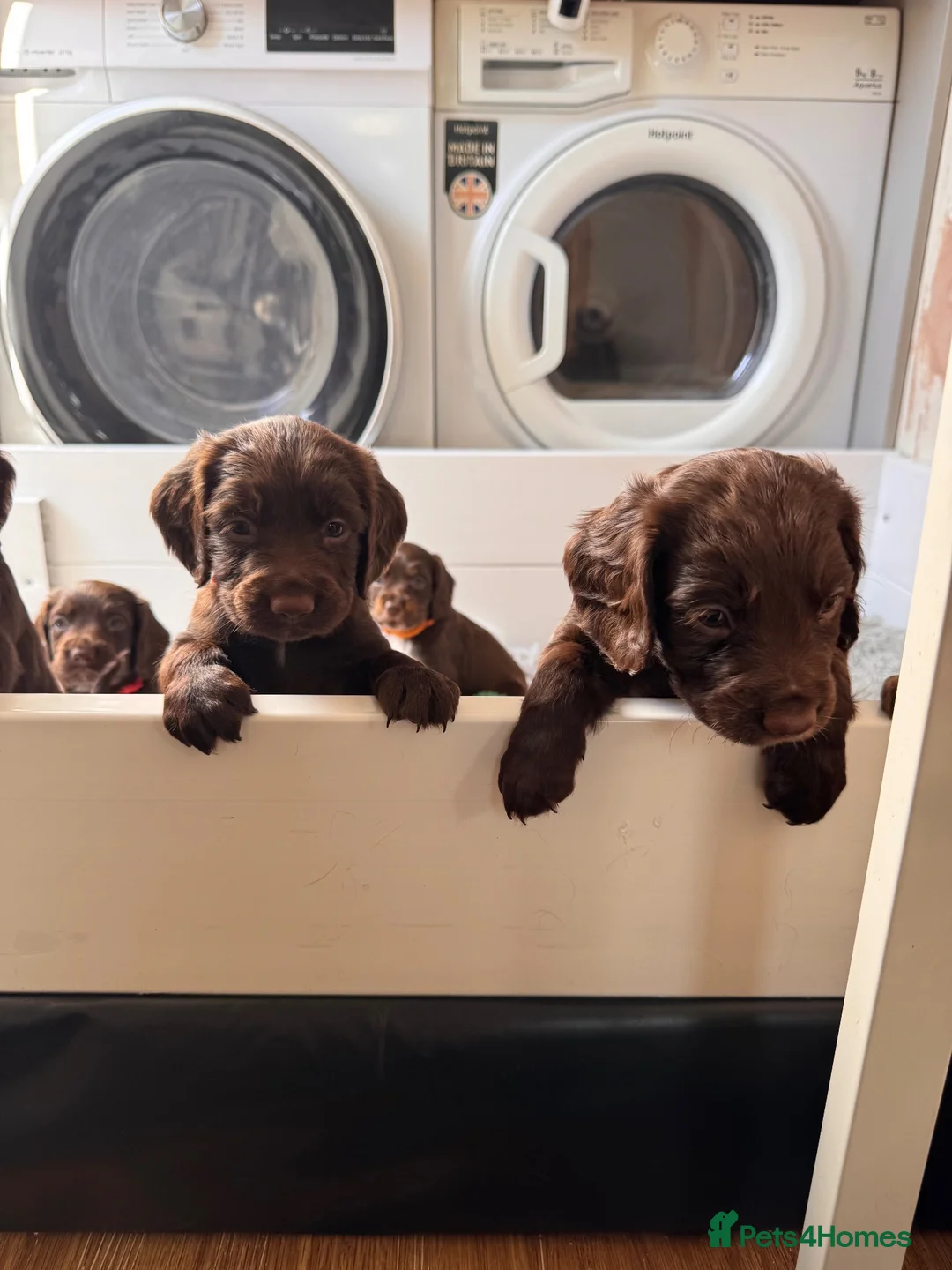 Sprocker dogs for sale: Beautiful Sprocker Puppies For Sale  - Advert 1