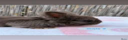Angora rabbits for sale: pedigree english angoras  - Advert 11