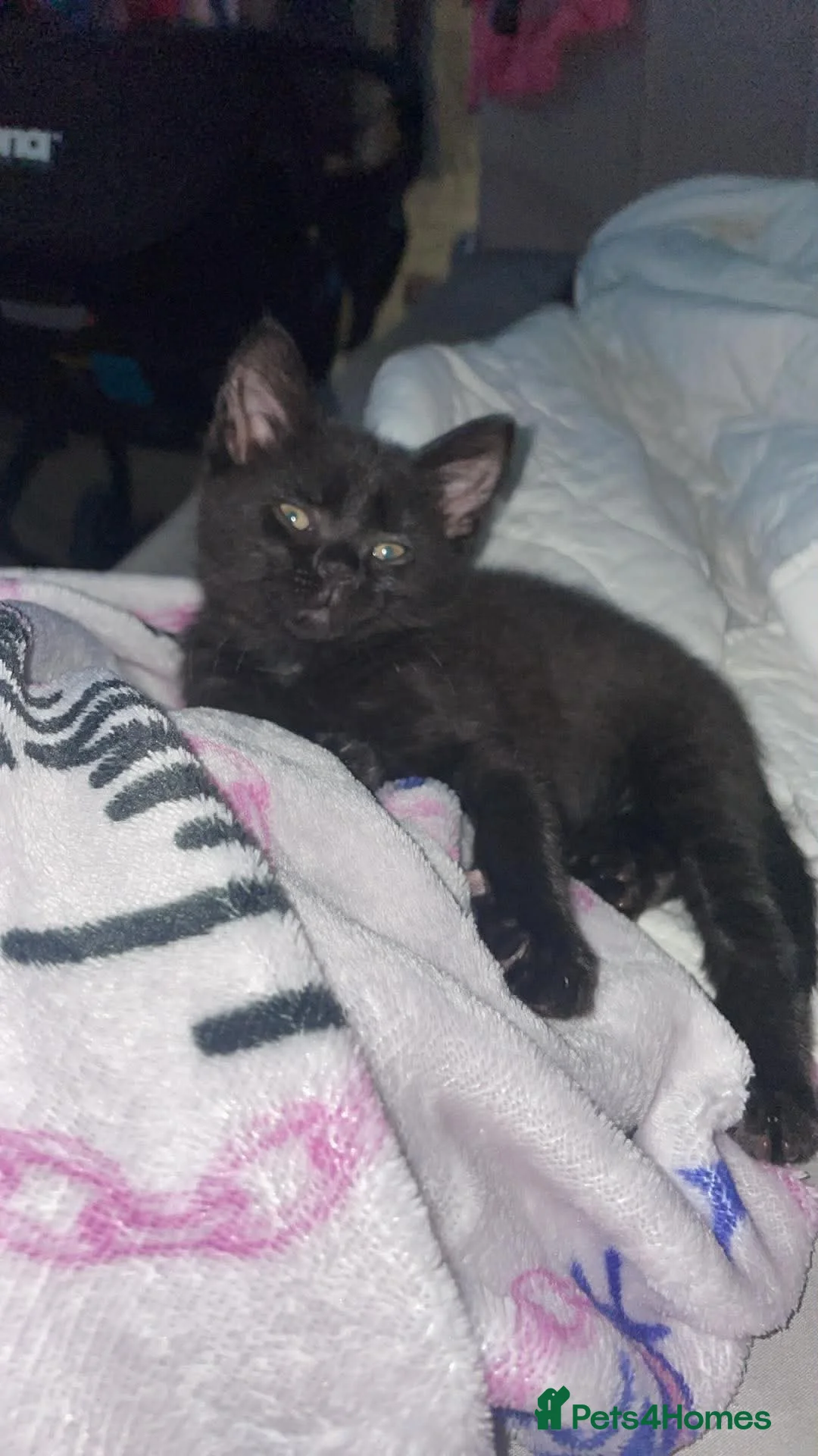 Mixed Breed cats for sale: Beautiful boy kitten - Advert 1