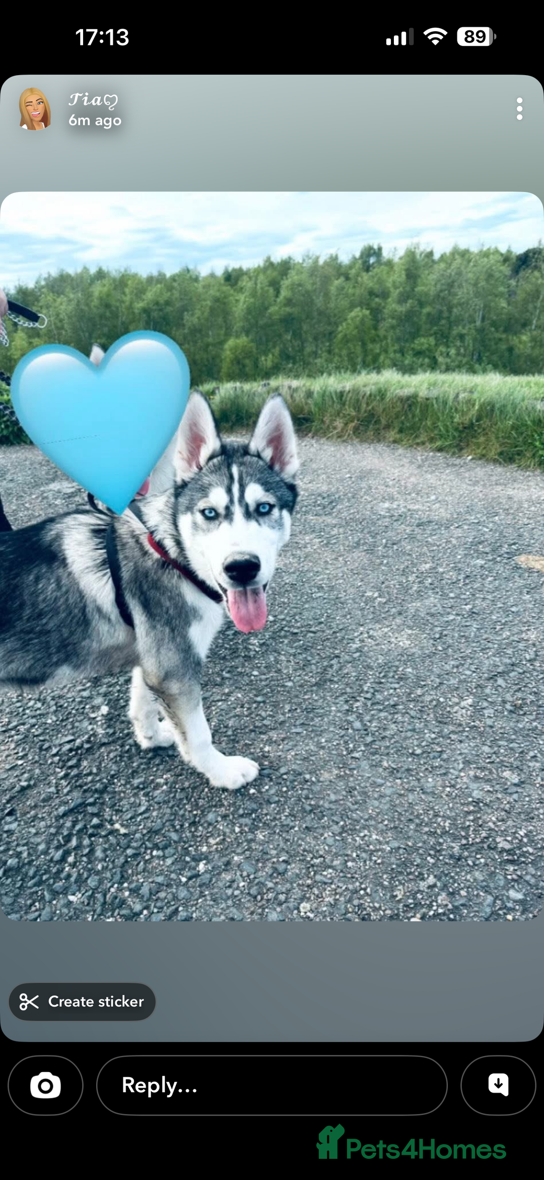 Siberian Husky dogs for sale: Husky  - Advert 4