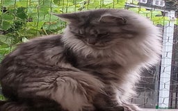 Maine Coon cats for sale: Maicoon  - Image 13