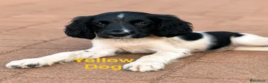 English Springer Spaniel 5