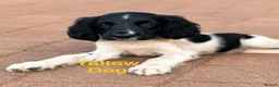 English Springer Spaniel dogs for sale: READY from 17th July KC ESS heavily coloured pups  - Advert 8