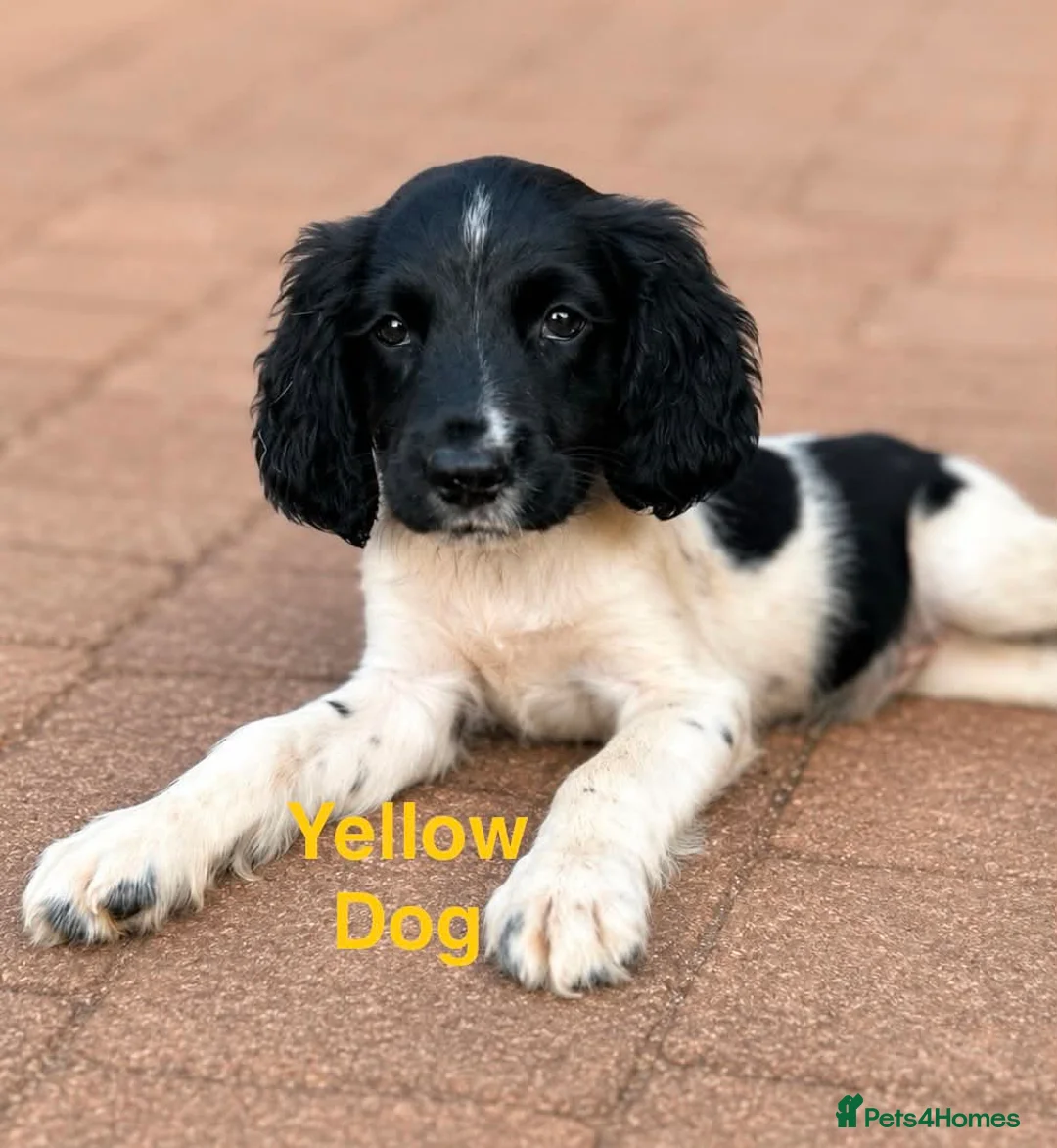 English Springer Spaniel dogs for sale: READY from 17th July KC ESS heavily coloured pups  - Advert 2