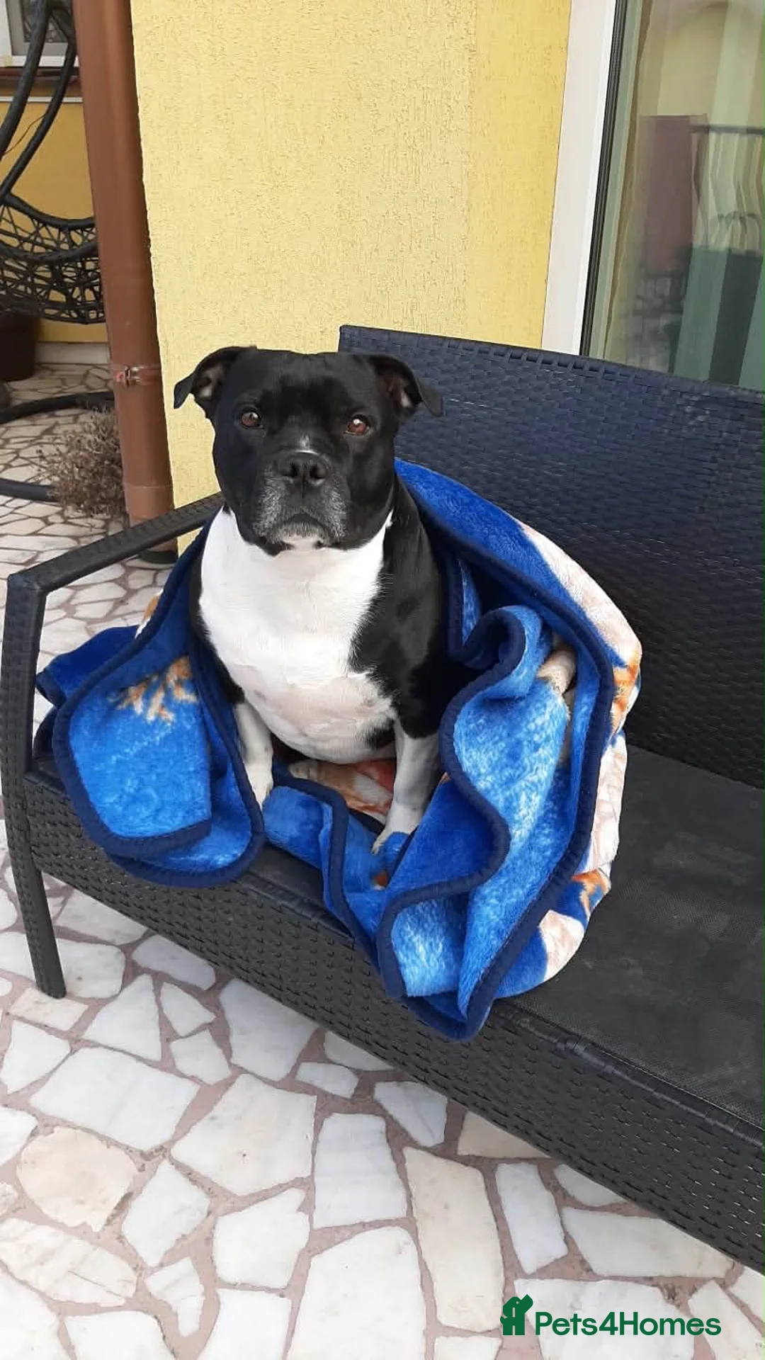 Staffordshire Bull Terrier dogs for sale: ❤️ Beautiful staffie—8 years old  - Advert 7