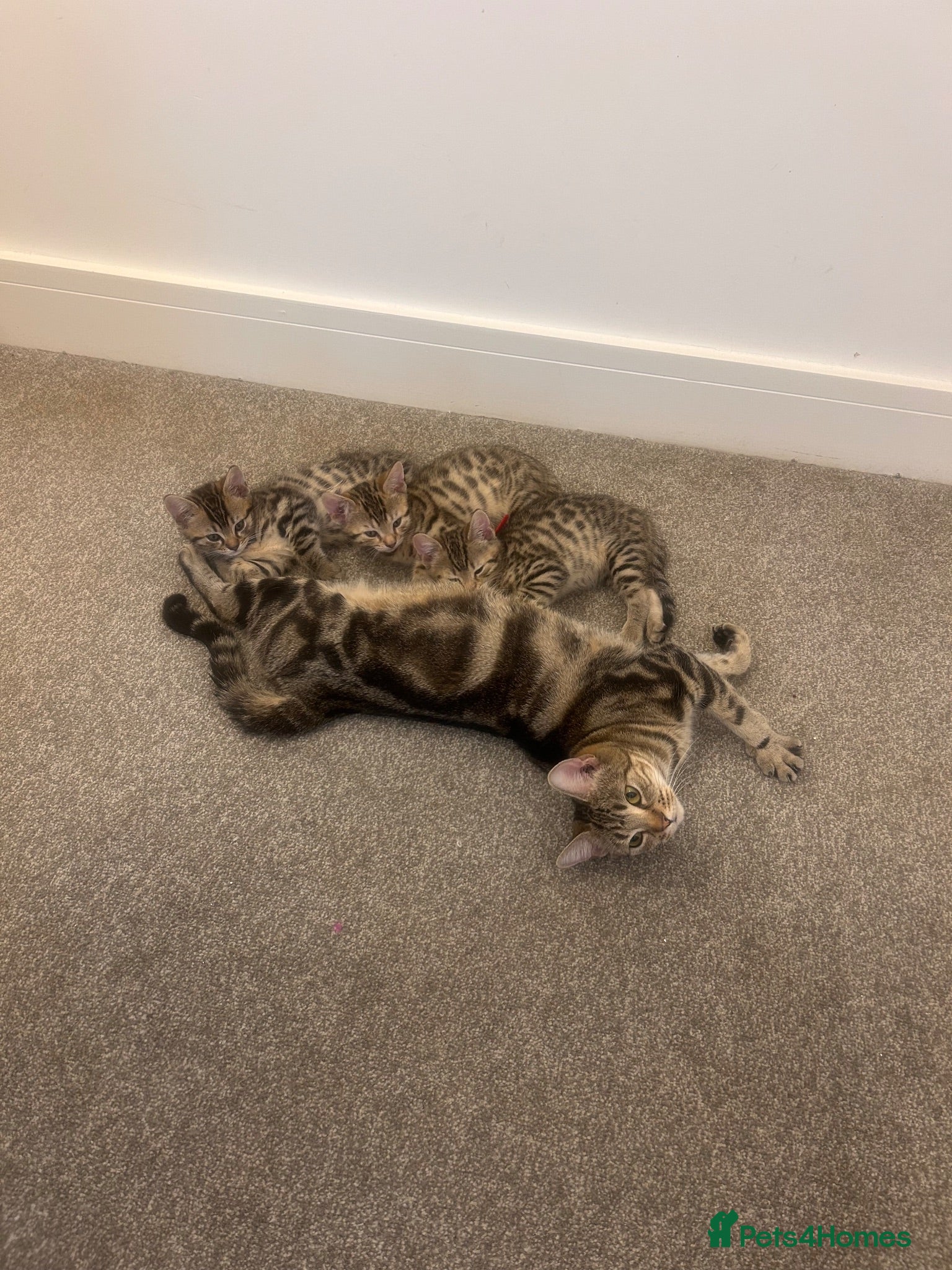 Mixed Breed cats 2 beautiful bengal x American shorthair kittens - Advert 1
