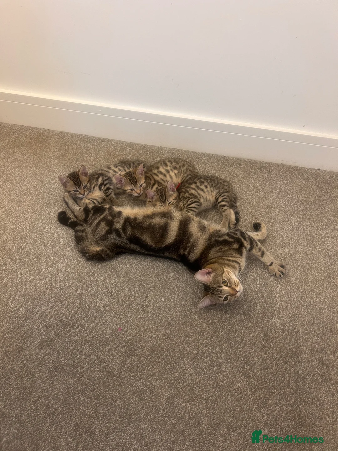 Mixed Breed cats for sale: 2 beautiful bengal x American shorthair kittens in Burnham-on-Crouch - Advert 1