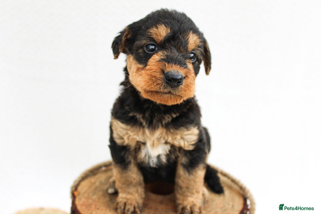 Airedale Terrier dogs for sale: ⭐️⭐️FAMILY REARED KC AIREDALE PUPS⭐️⭐️ - Image 14