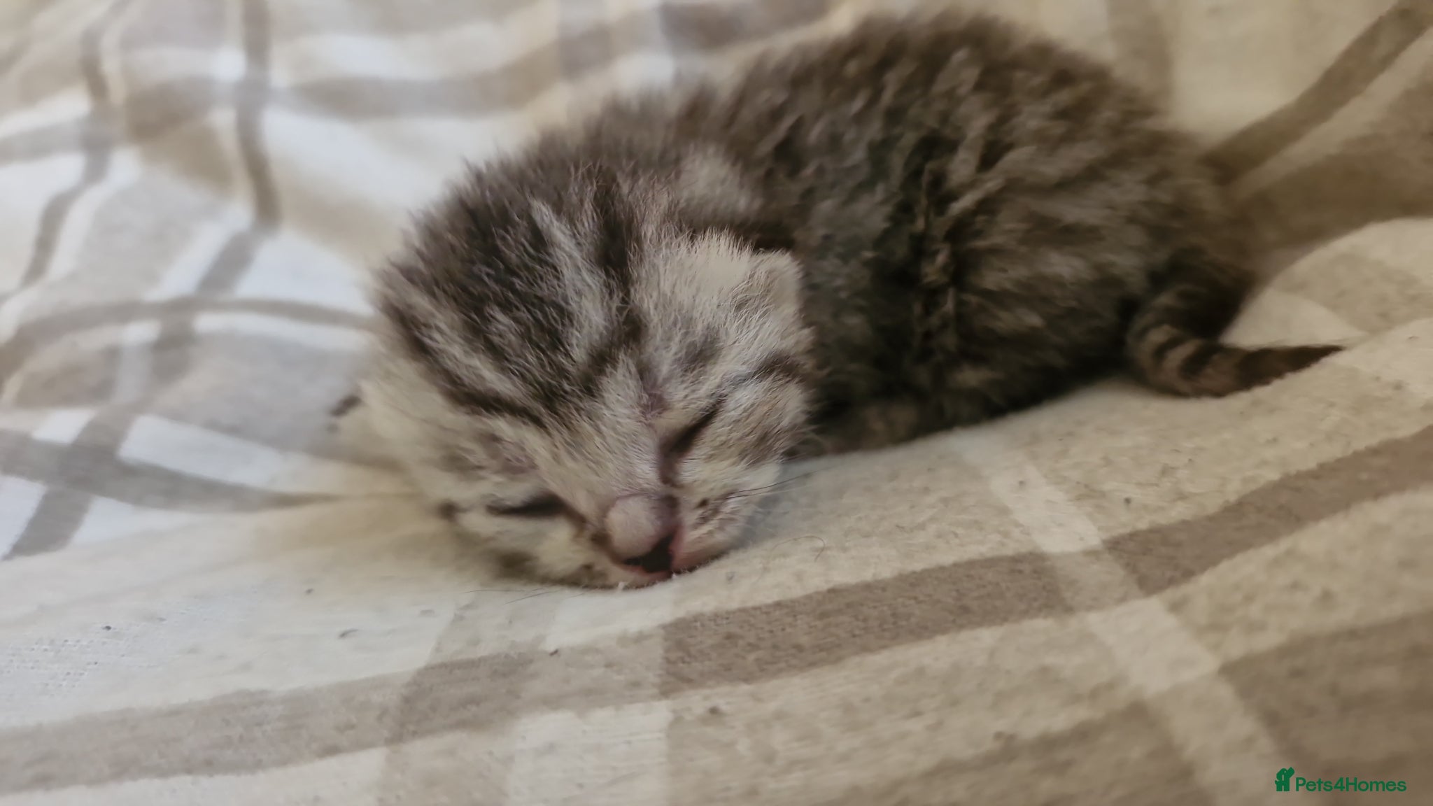 British Shorthair Kitten 5