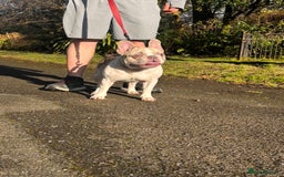 Mixed Breed dogs for sale: French bulldogs ❌ pocket bullys  - Image 4