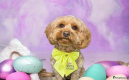 Cavapoo dogs for sale: Beautiful cavapoo puppies 🐾 - Image 18