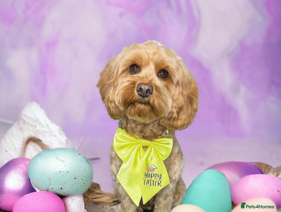Cavapoo dogs for sale: Beautiful cavapoo puppies 🐾 - Image 18