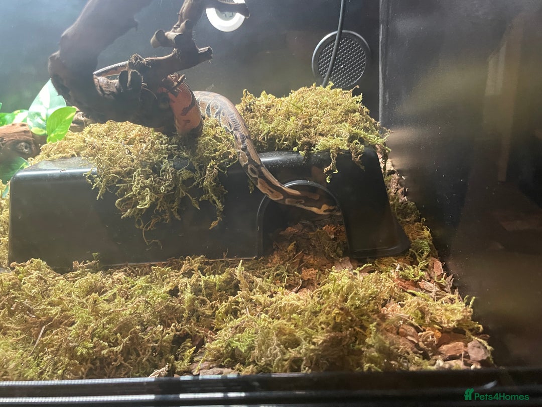 Snake reptiles for sale: Baby Royal (Ball) Python with all accessories  - Image 6