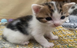 Domestic Shorthair cats for sale: Mrs Gemma Burton - Image 4