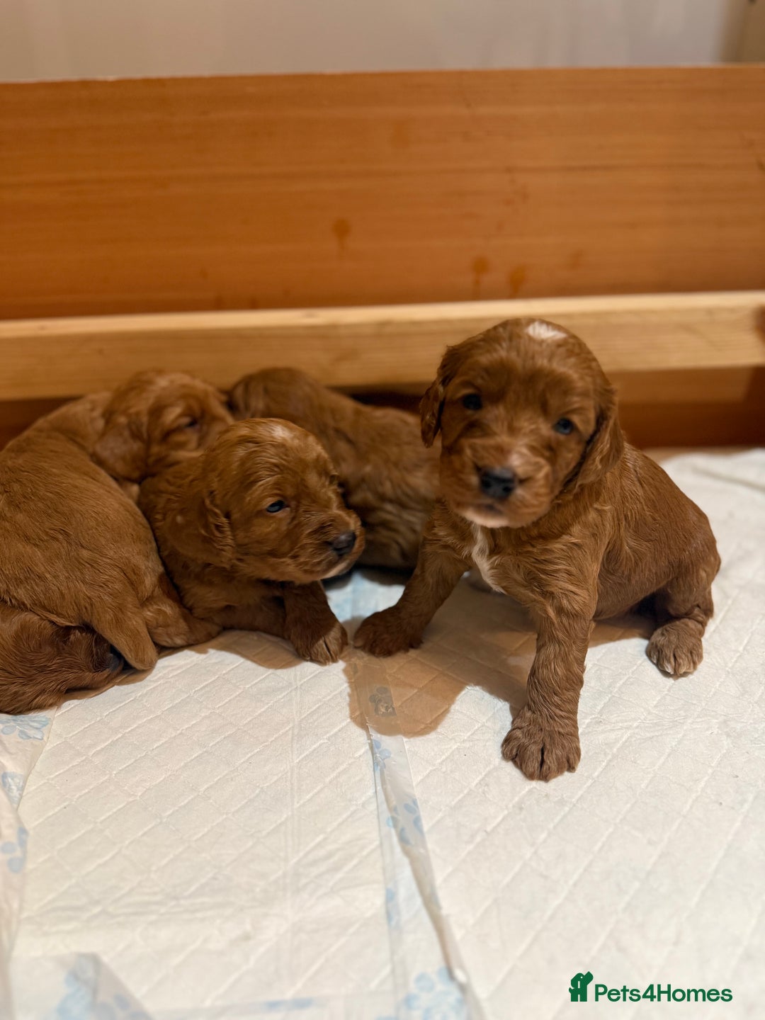 Cockapoo dogs for sale: 7 Golden Cockapoo girls - Advert 14