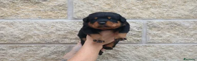 Blue Male 