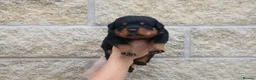 Rottweiler dogs for sale: Rottweiler Puppies  - Advert 14