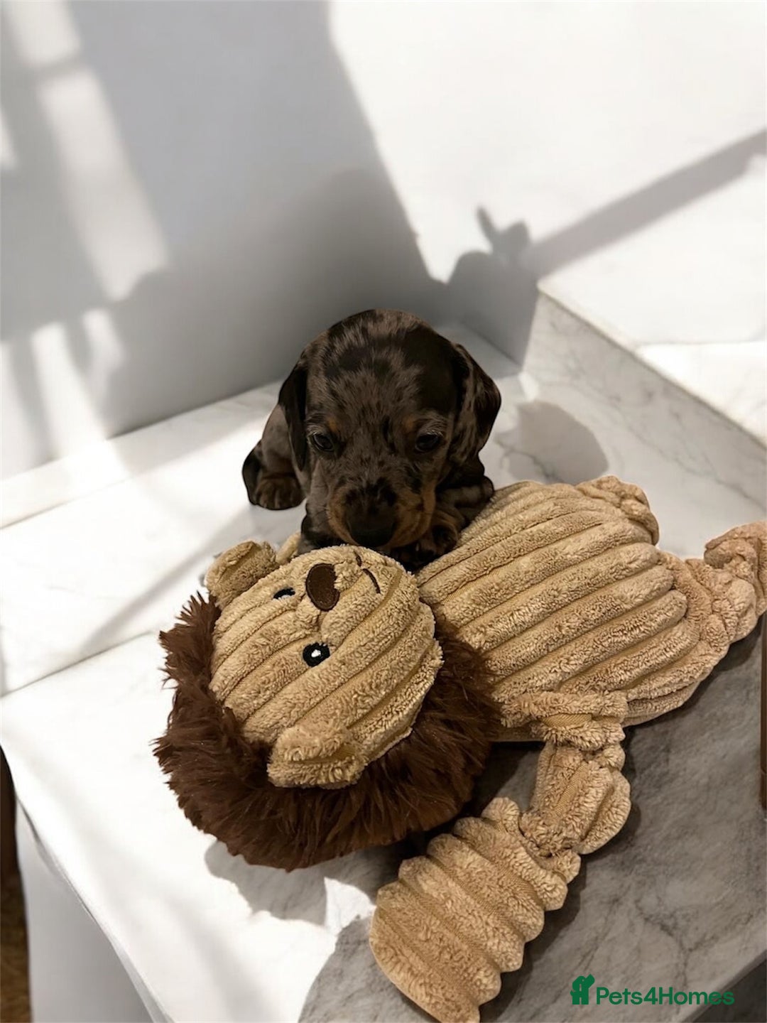 Miniature Dachshund dogs for sale: Miniature Dachshunds  - Image 2