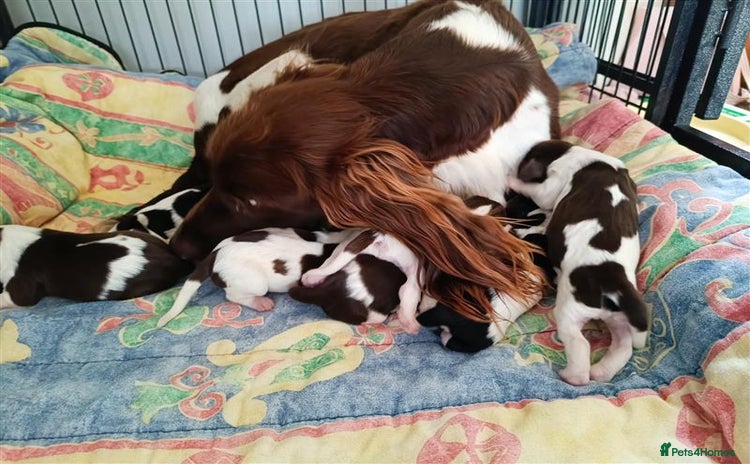 English Springer Spaniel dogs - Advert 1