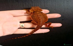 Bearded Dragon reptiles for sale: Pogona vitticeps + vitticeps/Barbata hybrids - Image 29
