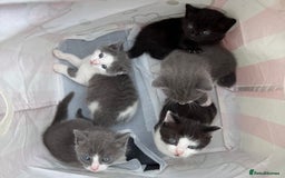 Himalayan cats for sale: Himalayan x Maine Coon Kittens – Ready Soon! - Image 1