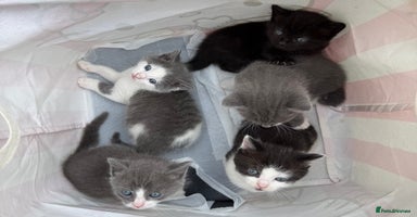 Himalayan cats - Advert 1