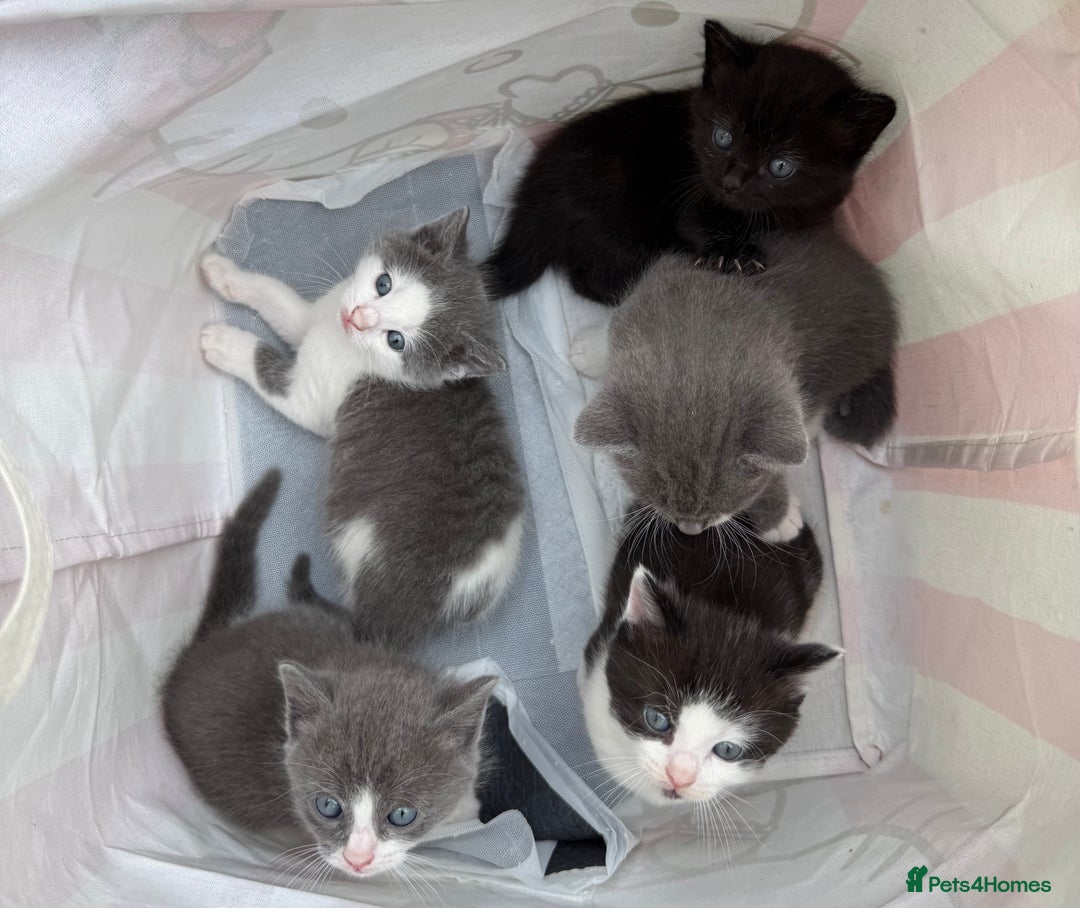 Himalayan cats for sale: Himalayan x Maine Coon Kittens – Ready Soon! - Image 1