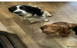 Sprocker dogs for sale: Truly Special Litter of Sprockers - Image 3