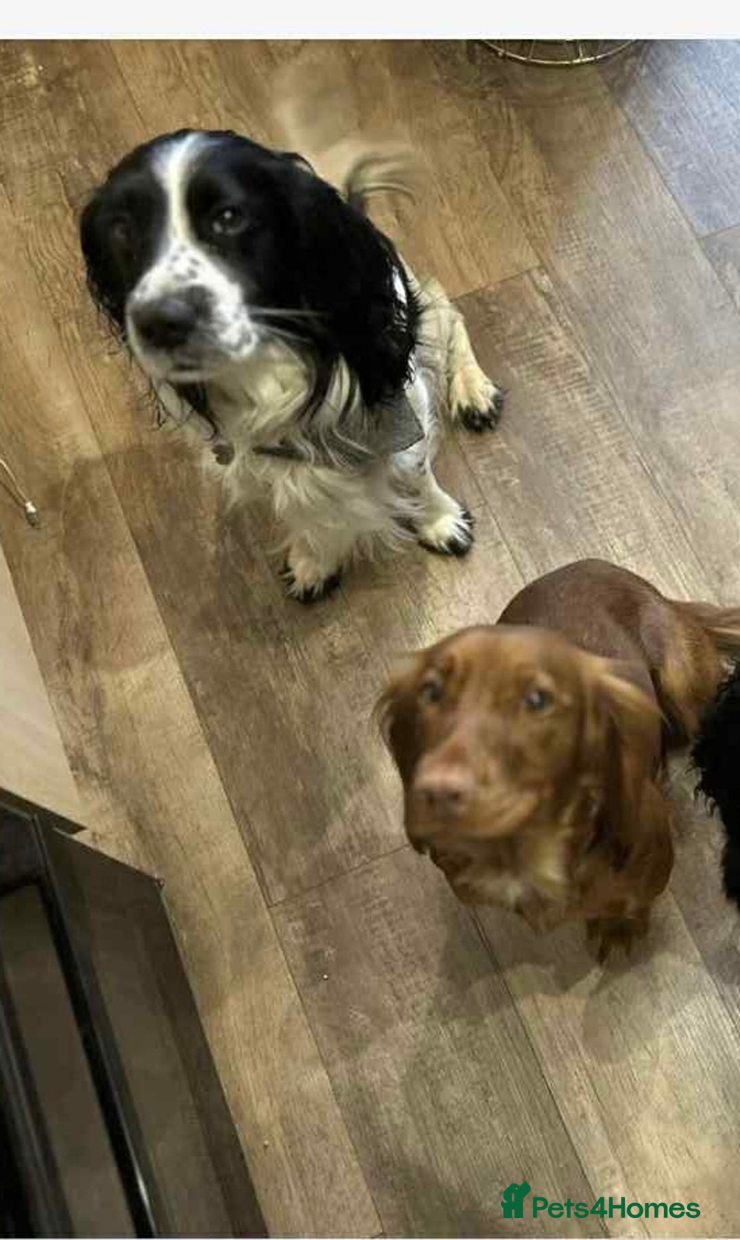 Sprocker dogs for sale: Truly Special Litter of Sprockers - Image 3