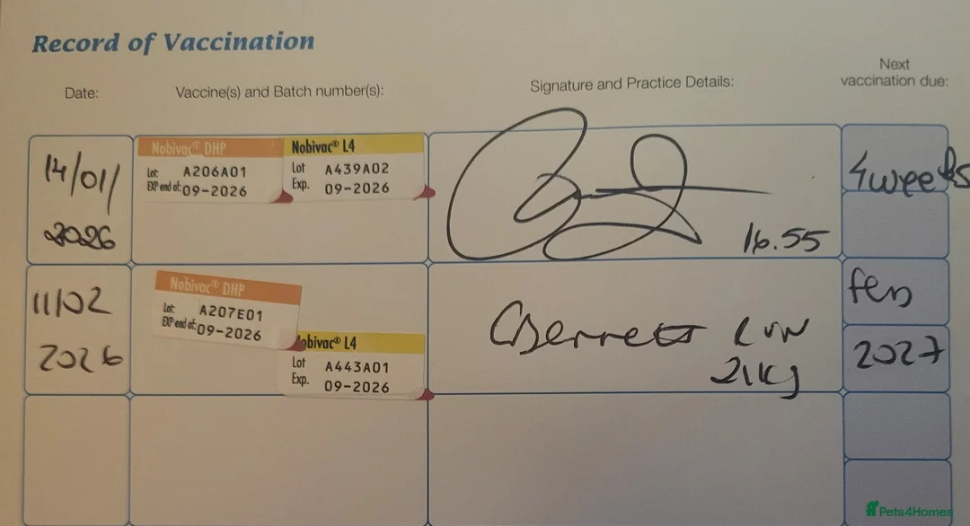 Akita dogs for sale: Female Akita (Brie) - Advert 2