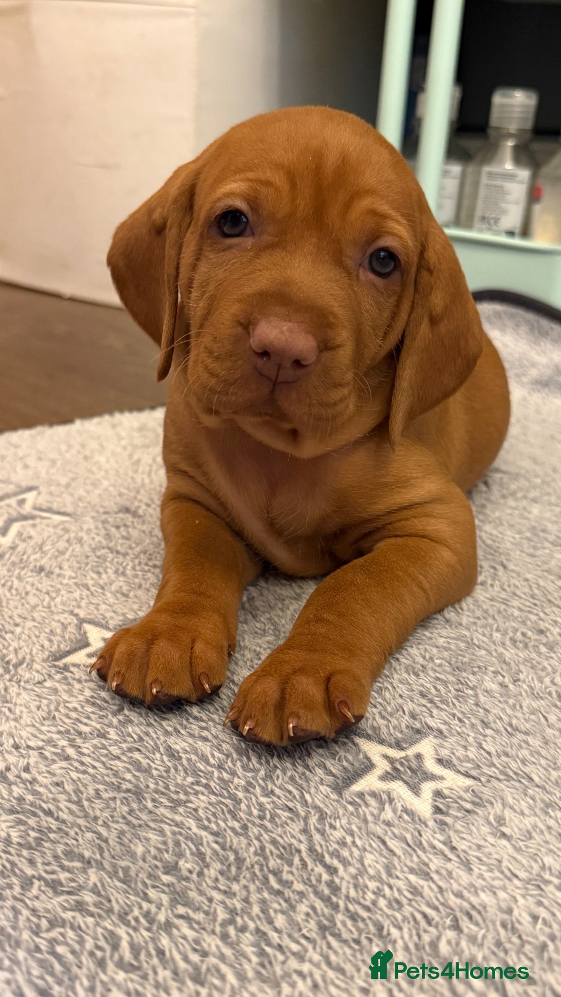 Hungarian Vizsla dogs Adorable Hungarian Vizsla Pups - Advert 2